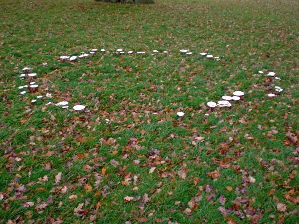 Fairy Ring at Ickworth Park