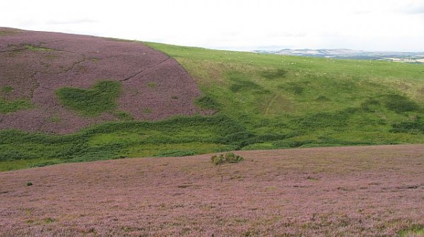 harehope hill