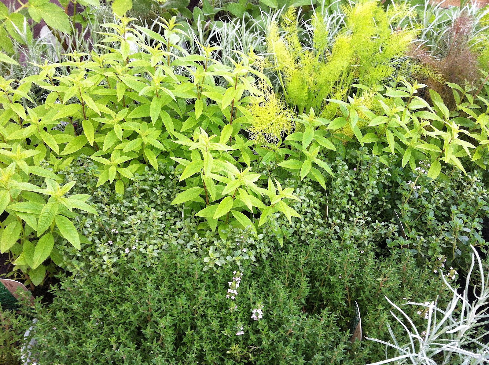 Plant Rhys Ddwfn A Fairy Tribe And Invisibility Herbs Dyfed Fairyist